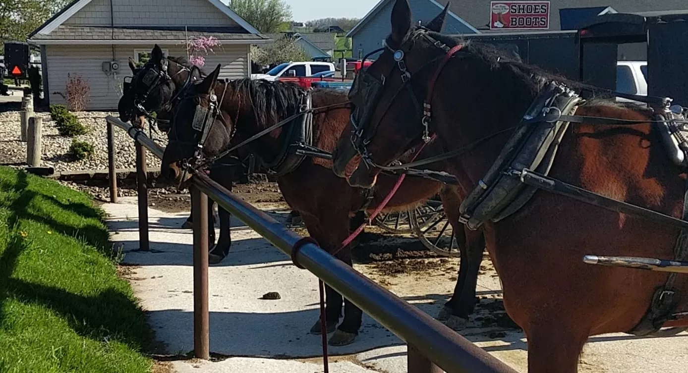 Horses and Buggies in Amish Country